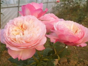 大型直立灌木月季品种