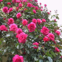 20种必买月季品种灌木