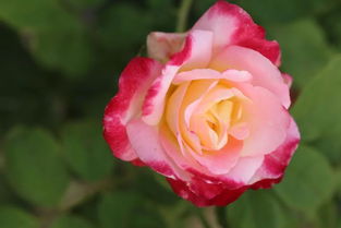 天狼说月季最新视频