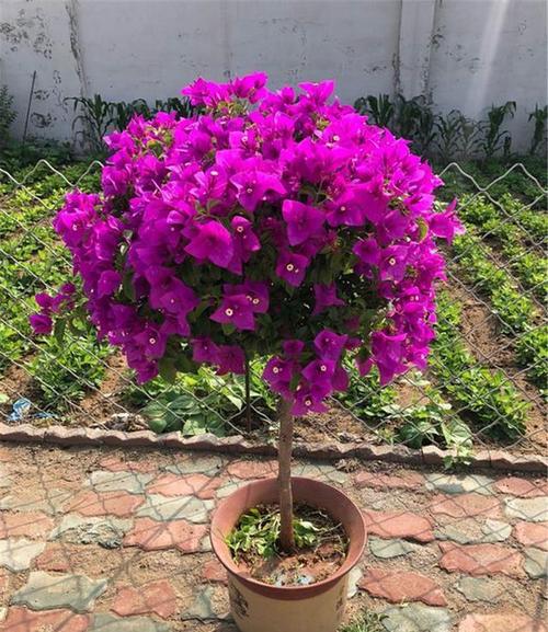 最勤花耐晒的藤本月季品种