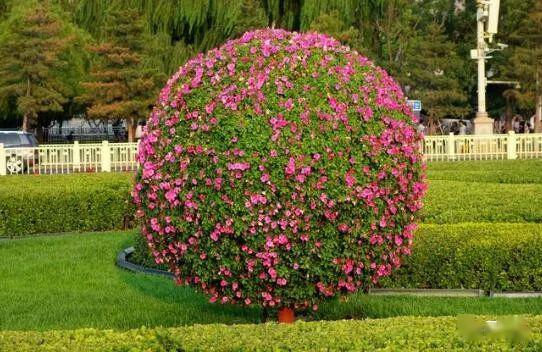 紫玉兰树移栽怎么提高成活率