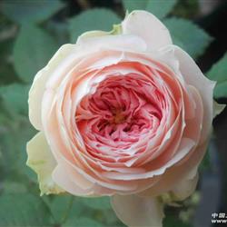 门廊绒球月季能长多高