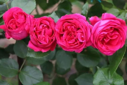 最值得种的红色月季