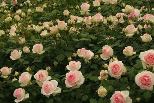 爬墙月季哪个品种好看花期长