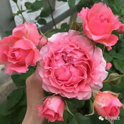 珊瑚果冻月季在广东表现如何