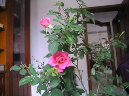 养花常识 反季节移栽月季的注意事项