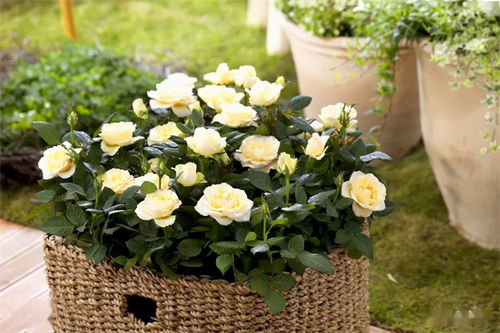 微月和普通月季的区别