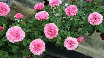 粉达和粉色达芬奇是一样的吗