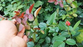 我的心是灌木还是藤本