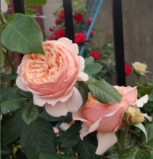 月季藤本和灌木区别