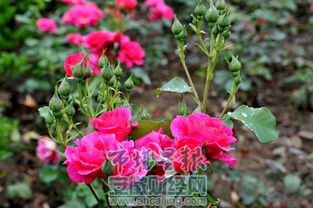 花径最大的月季品种