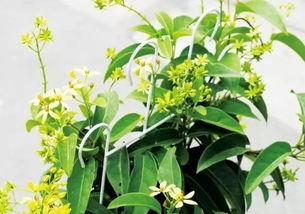 在院子里种这些爬藤植物,美美的惬意一夏