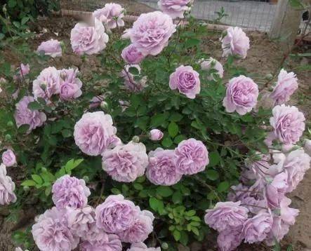 蓝色阴雨月季一年开几次花