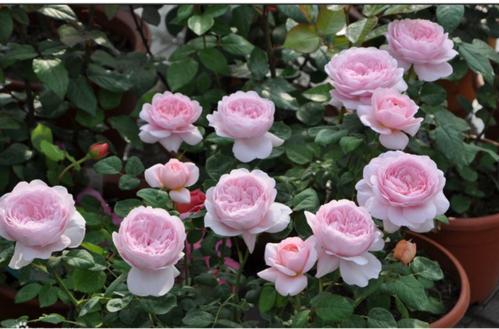 十大最美灌木月季