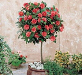 棒棒糖月季花骗局