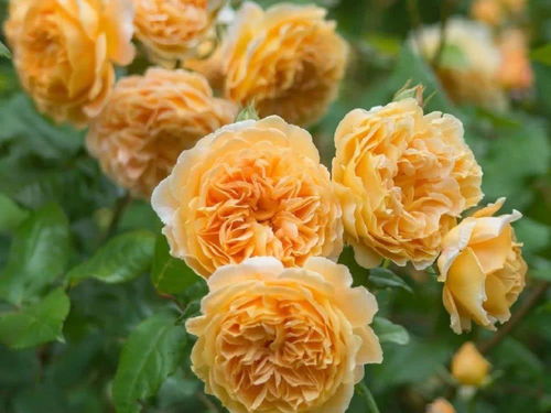 直立性好的灌木月季