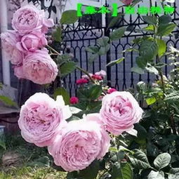 耐雨淋的月季品种