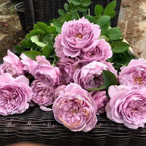 空蒙月季被群嘲