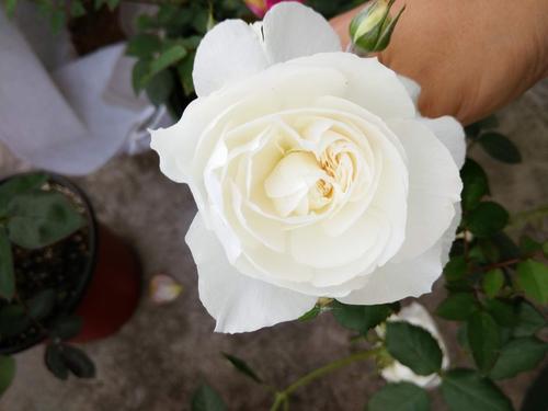 香味浓郁的月季品种排名