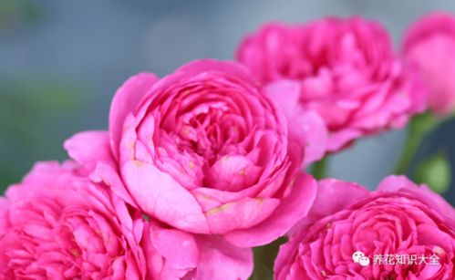 粉色达芬奇月季需要春化吗