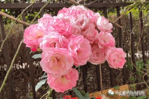 最耐晒的藤本月季