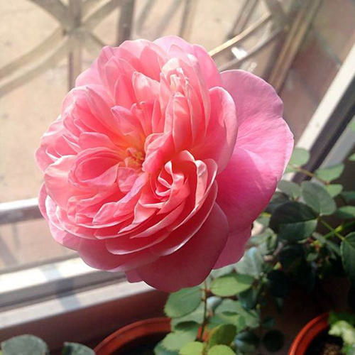 颜值最高最美的月季品种