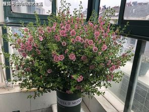 小木槿太难养了