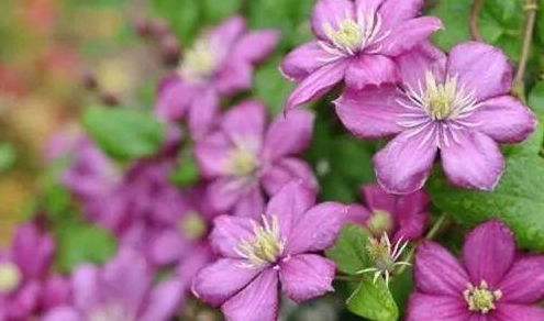 铁线莲排名第一的品种