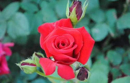 广东月季勤花耐热排名