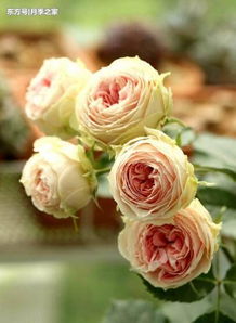 门廊绒球棒棒糖月季