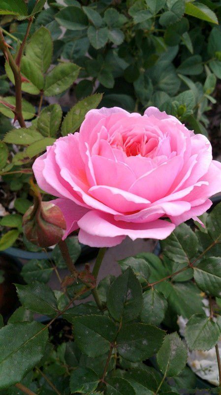 几乎无缺点的月季