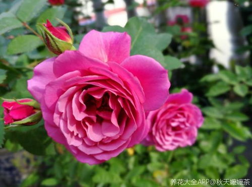 最后悔入手的十大爬藤月季