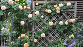 最值得种的蓝色月季