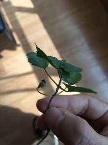 仙人掌刺扎手肿了又疼又硬