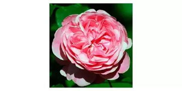 月季迷们不得不知的12种花园精灵