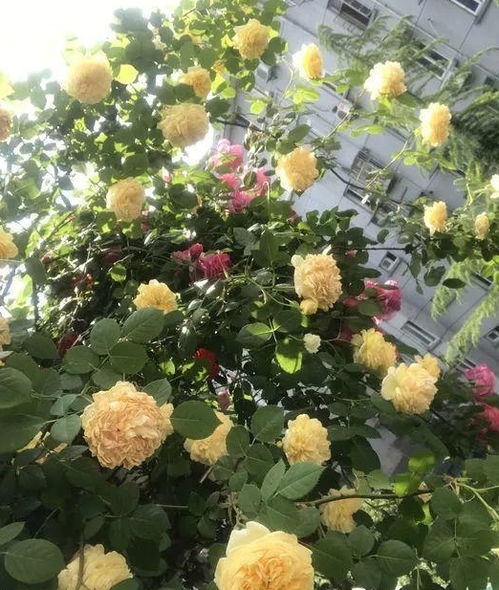 红色达芬奇是藤本还是灌木