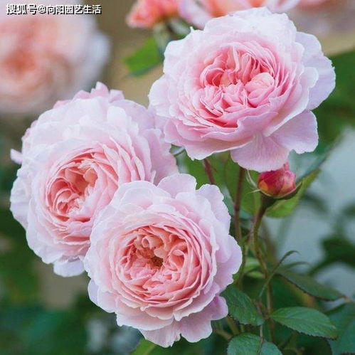 月季为什么不开花