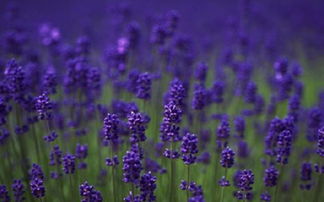 蓝色阴雨和薰衣草花环哪个好