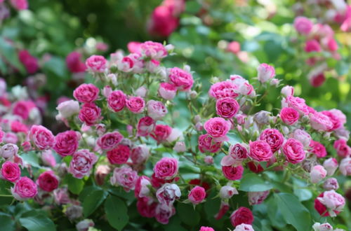 耐阴抗病的藤本月季