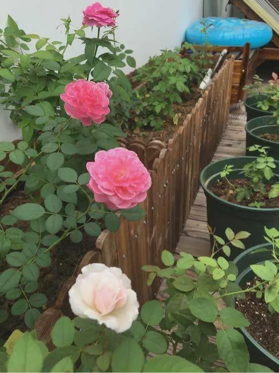 藤本月季需要多深的花箱