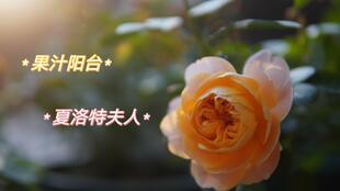 夏洛特夫人开花时间