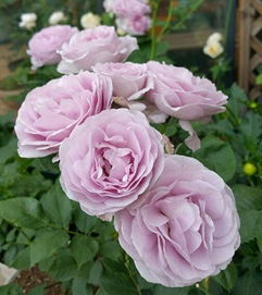 我的京月季优缺点