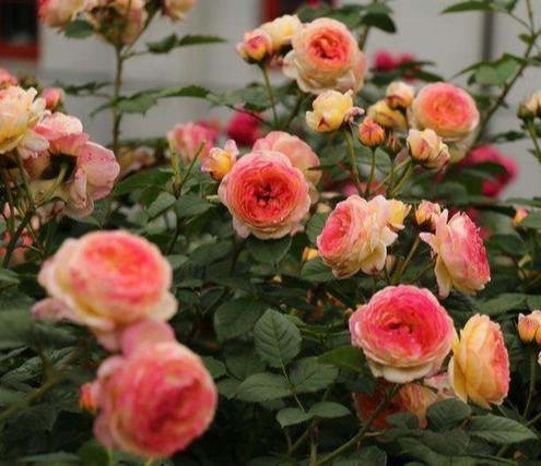 婚礼之路月季淘汰