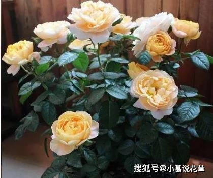 3种漂亮花,好看又好养,放在室外冻一冻,来年开花多又大 花卉 养护 月季花