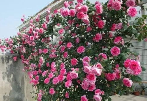 4米以上藤本月季