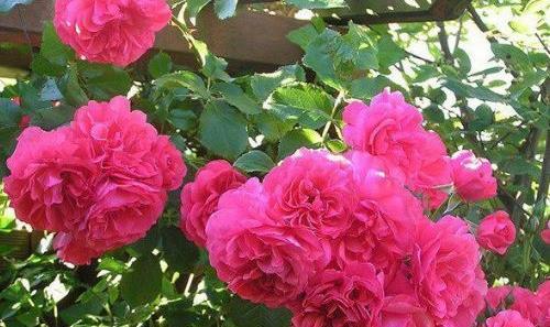 四季勤花耐热耐寒的月季品种