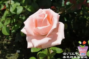 耐热月季品种推荐