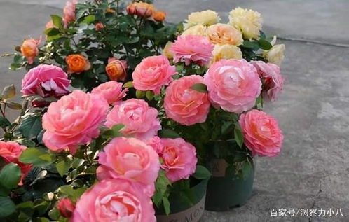 月季海神王耐寒吗