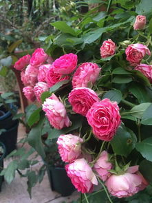 安吉拉月季和胭脂扣