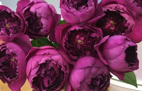 秋日胭脂月季适合盆栽吗